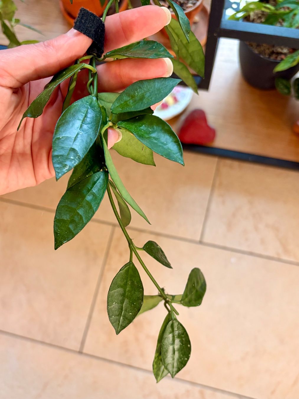 Pflanzen & Samen: Hoya Lacunosa Amarillo – Gebraucht aus Kaiseraugst von dka_b97z 1