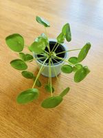 Pflegeleichte Pilea Peperomioides Zimmerpflanze