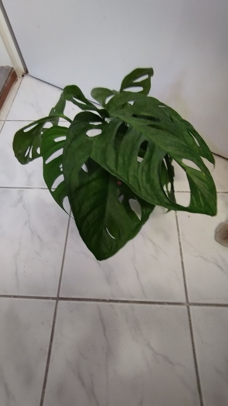 Piante & sementi: Monstera Adansonii L size cutting – Nuovo (secondo la descrizione) da Zürich venduto da nik_2qzj 1