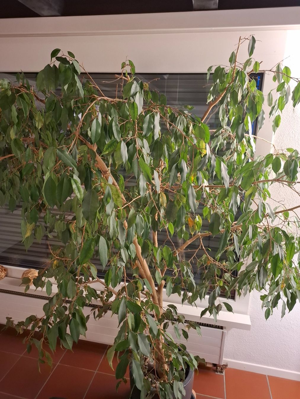 Piante & sementi: Ficus Pflanze 1.60 Meter hoch – Usato da Wattwil venduto da Holzwurm70 1