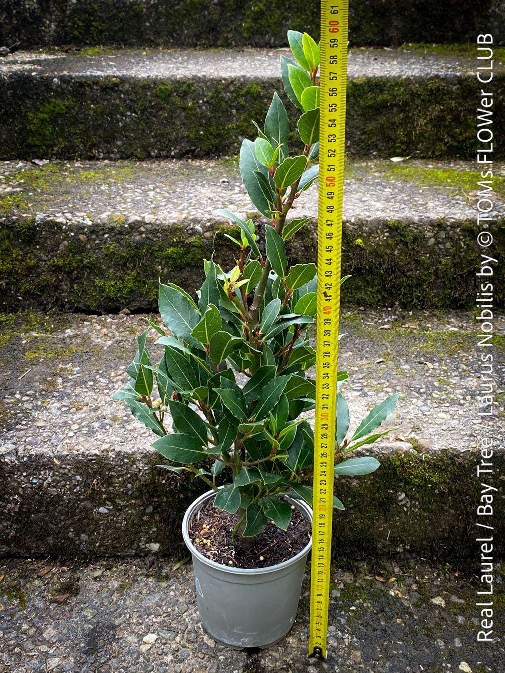Piante & sementi: Echter Lorbeer - Lorbeerbaum - Laurus Nobilis – Nuovo e nell'imballaggio originale da Adliswil venduto da asTOMas963 8