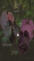 Anthurium (D&H x RVC) x (Bvep Ra1 x self)