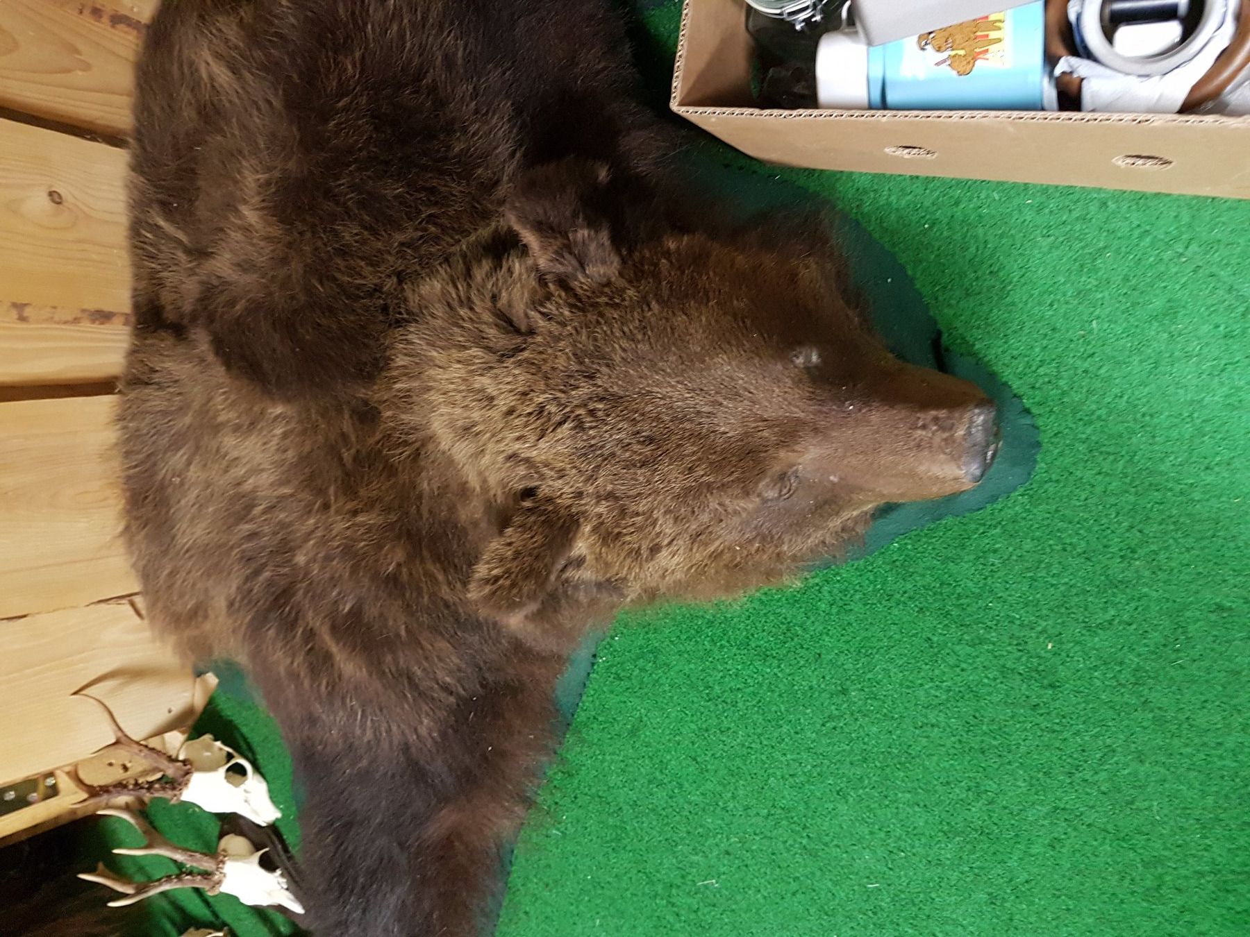 Welt der Tiere: Schöner Bettvorleger aus Kanada – Gebraucht aus Wiesendangen von franz369 2