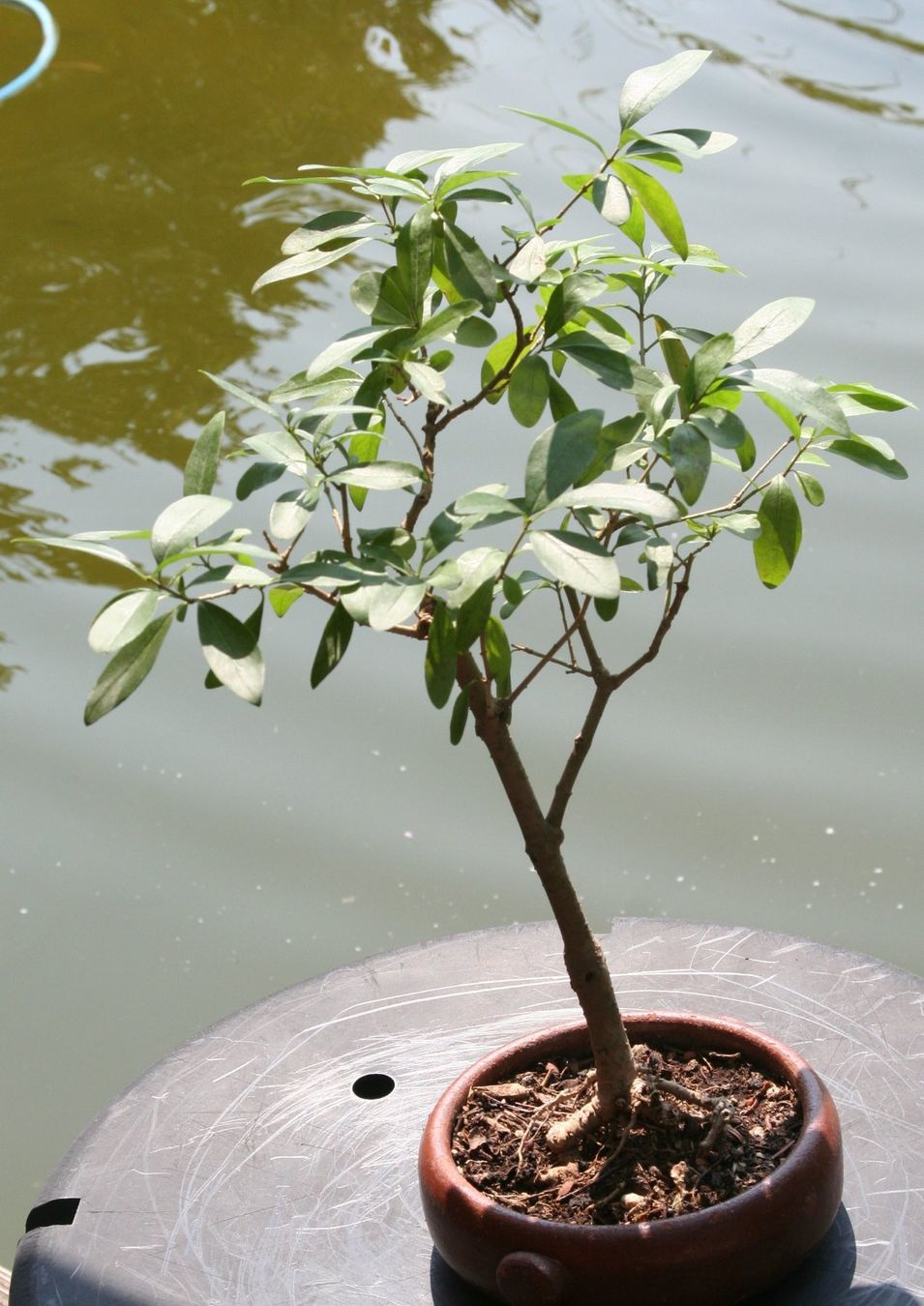 Pflanzen & Samen: BONSAI  -  Wilder Flieder – Gebraucht aus Gretzenbach von Sikim 2