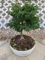 Bonsai Acer Japanischer Fächerahorn in weisser Bonsaischale