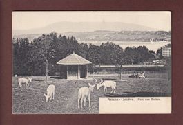 GENEVE  -Ariana - Parc aux biches