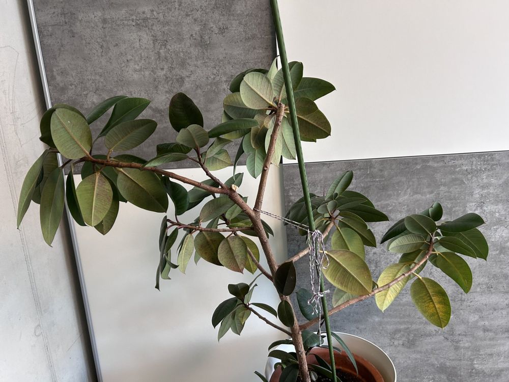 monstera leaf folding Monstera Deliciosa Split Leaf – In Succulent Love main image 1