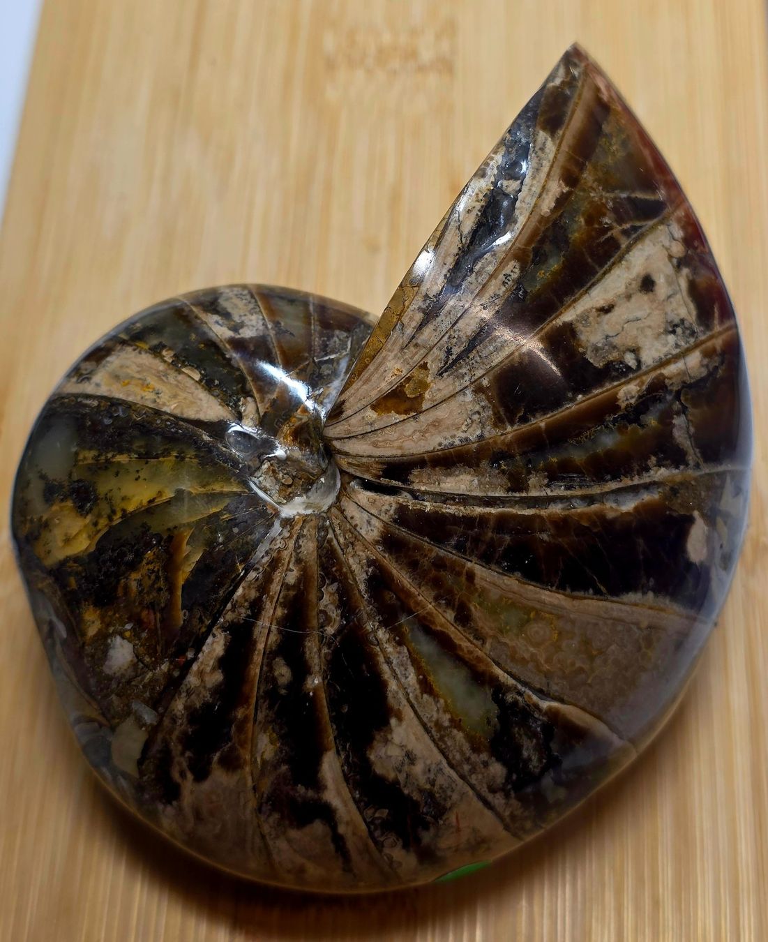 Fossili: Ammonit 725g – Nuovo e nell'imballaggio originale da Matzingen venduto da Shay_Crystalz 2