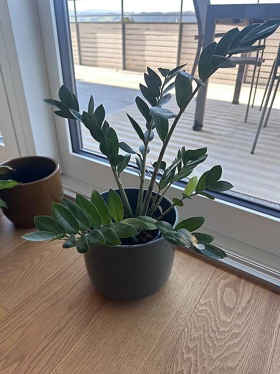 Plantes & graines: Plantes vertes & pots – D'occasion à Meilen par mar_6gyz 1