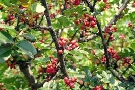 Zanthoxylum SIMULANS / Poivre sichuan du Japon 15g