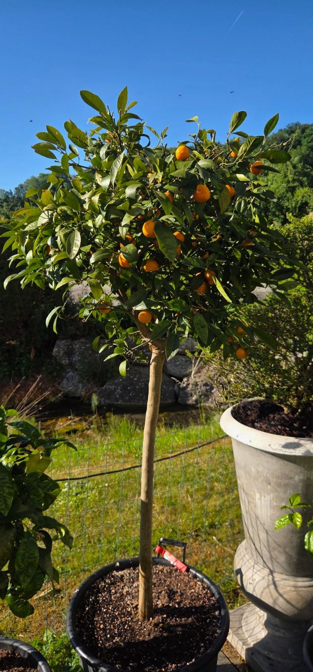 Pflanzen & Samen: zitrus mandarine baum 1m80 – Gebraucht aus Unterlunkhofen von tomnova 3