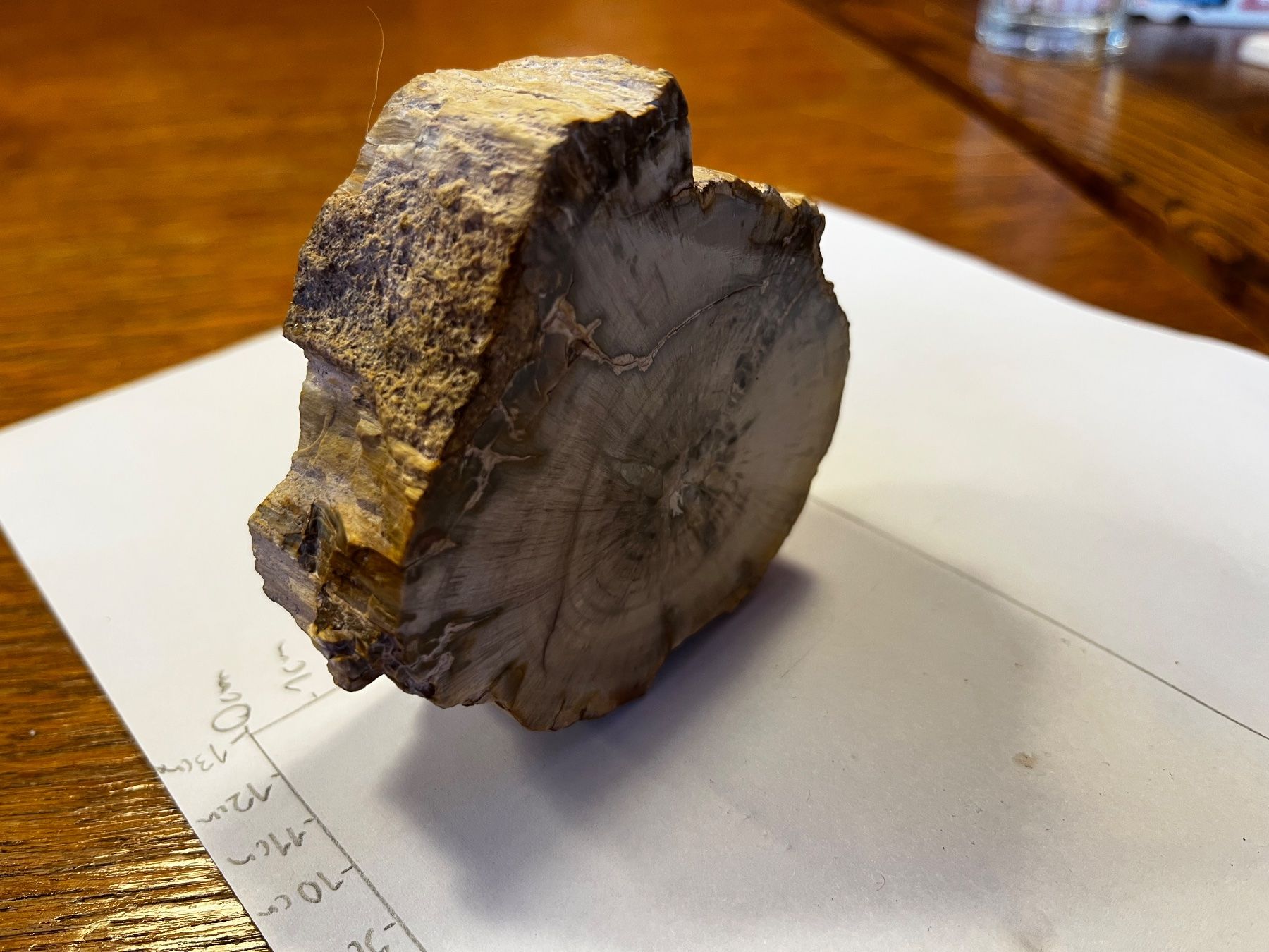 Minerali & Pietre curative: Versteinertes Holz – Usato da Schleitheim venduto da and_fp2m 1