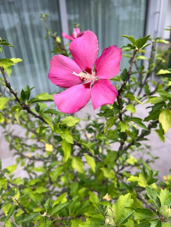 Hibiskus im Topf Kaufen auf Ricardo