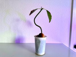 Avocado tree (curved trunk) (bonsai style)