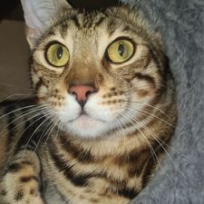 Profile image of SIMBA-25