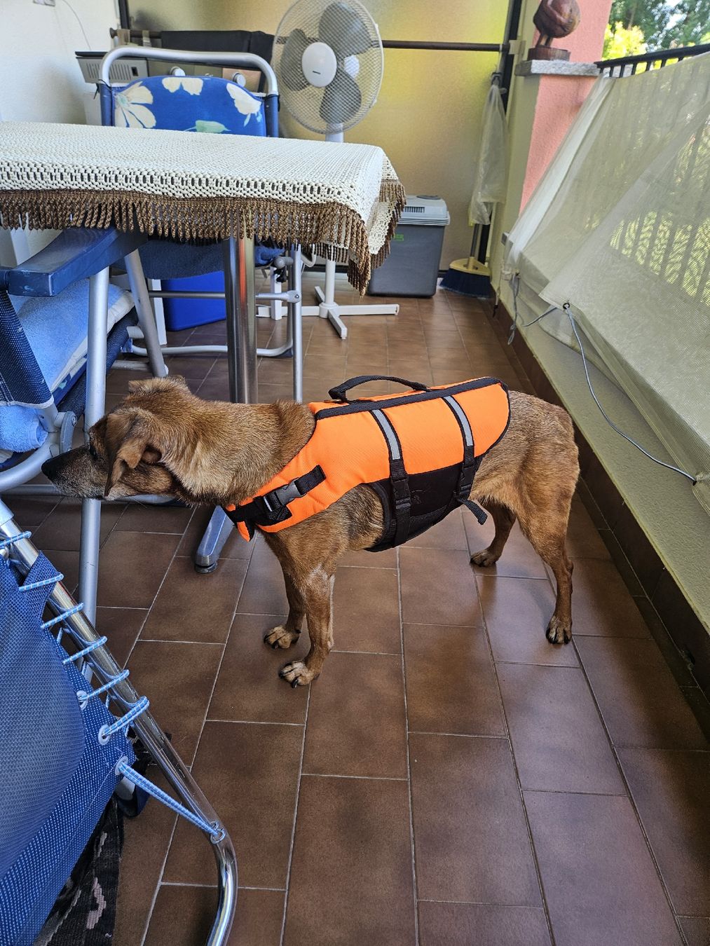 Swisspet Giubbotti di salvataggio: Hunde Swimmweste wenig gebraucht – Usato da Bonaduz venduto da nipamani