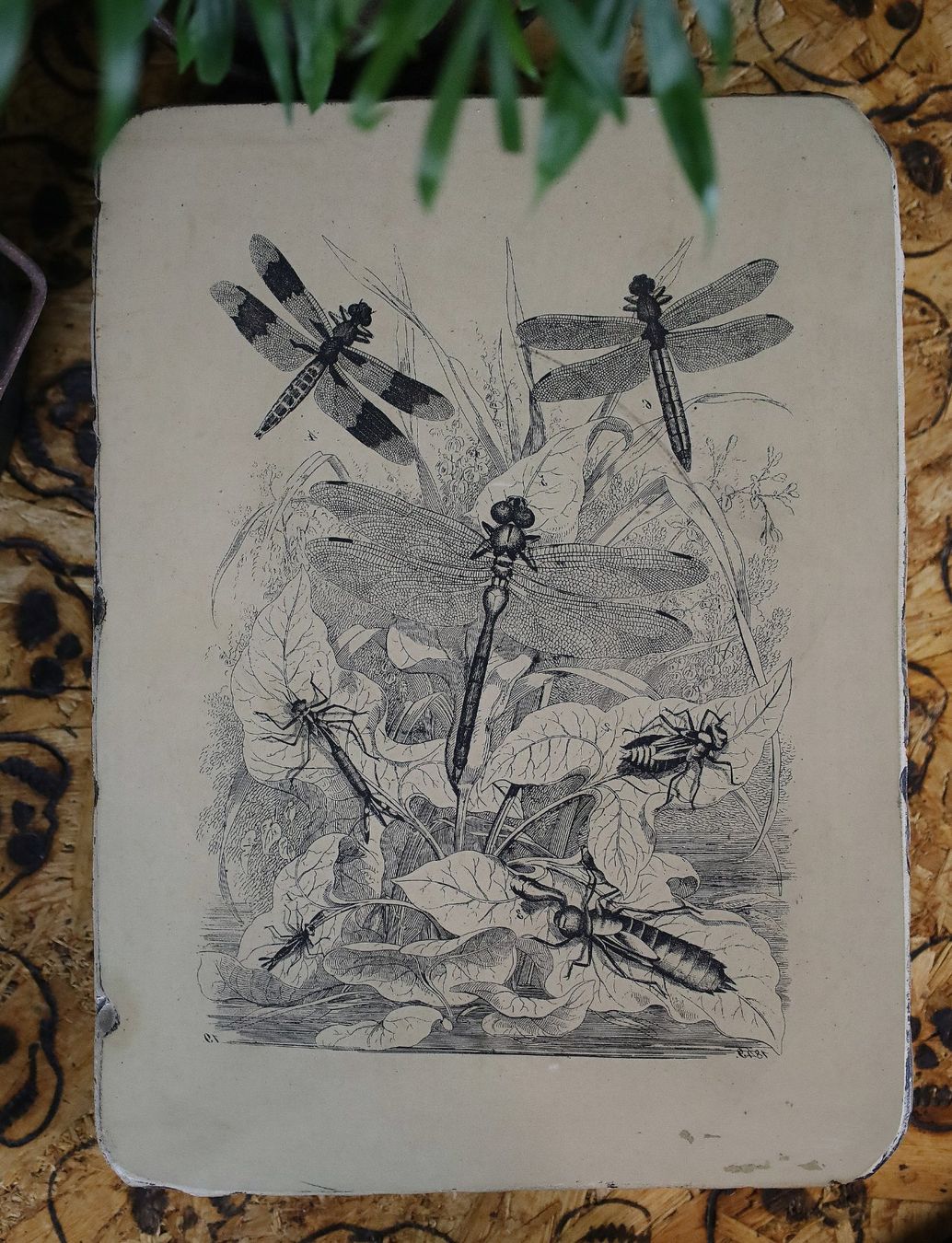Grafiken & Lithographien: Lithostein, Lithographie "Libelle, Libellen" – Gebraucht aus Birrwil von brandschatz_birrwil 1
