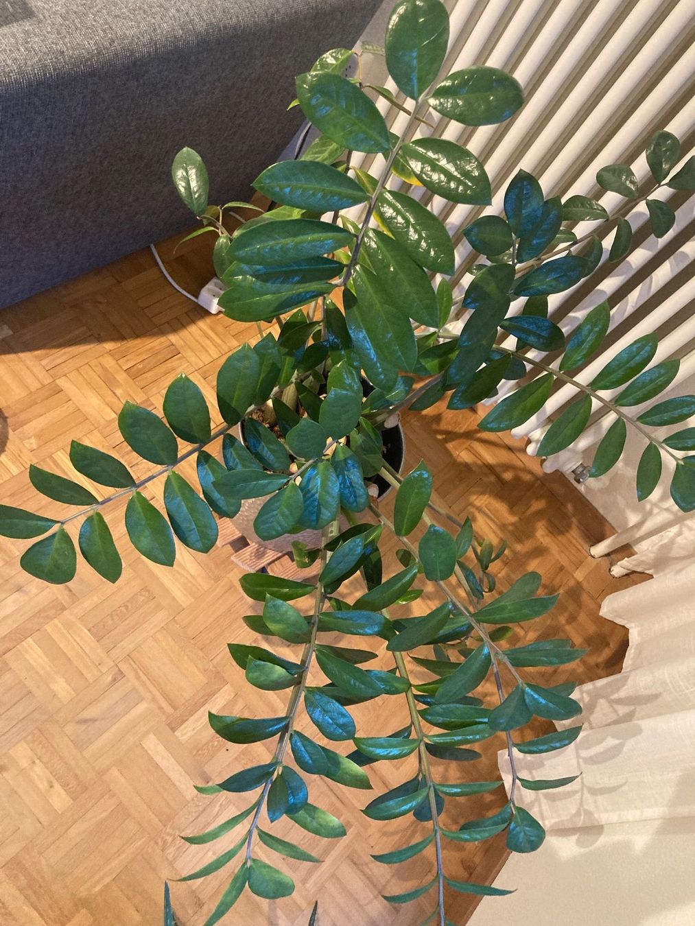 Plantes & graines: Pflanze mit Topf – D'occasion à St. Gallen par Corinne1234 1
