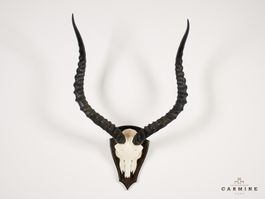 Kudu Trophäe Afrika – Original Jagdtrophäe mit Spiralhörnern
