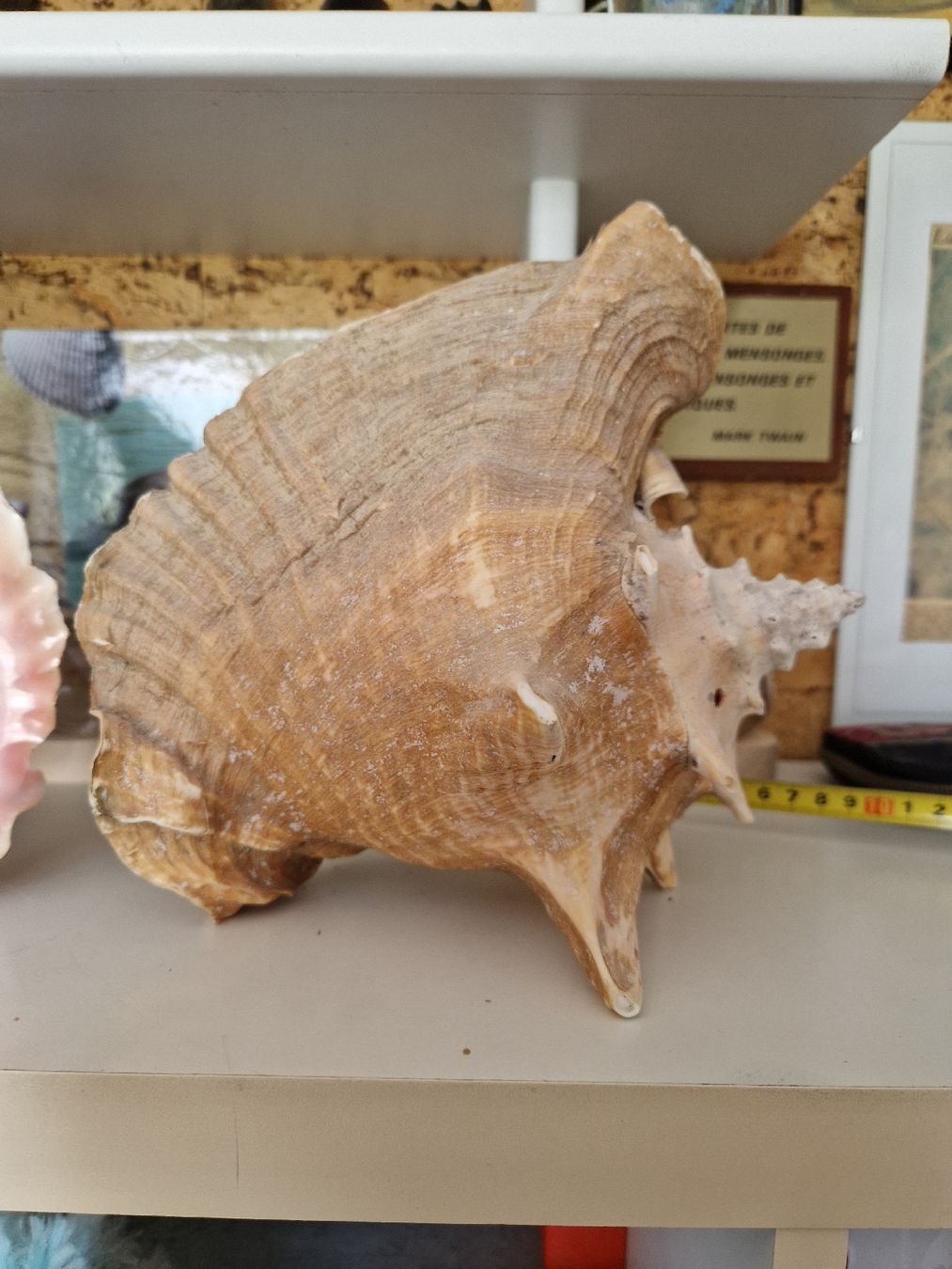 Fossilien: grand COQUILLAGE de CUBA – Neu (gemäss Beschreibung) aus SAXON von Mariposita1428 3