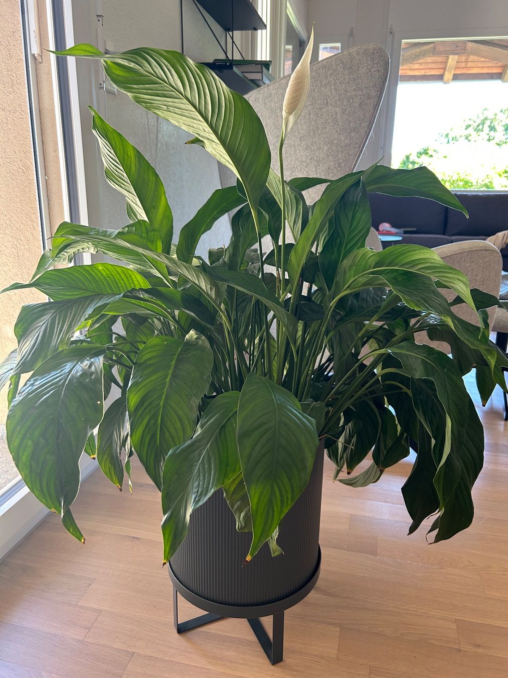 Piante & sementi: Pflanze - Peace Lily – Usato da Zürich venduto da agn_w7nt