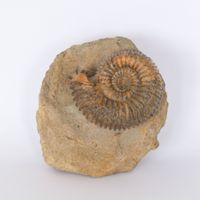 Ammonit mit Apophysen - Humphriesi - Sommerau (BL) - Schweiz