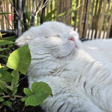 Profile image of Lie_11012cat