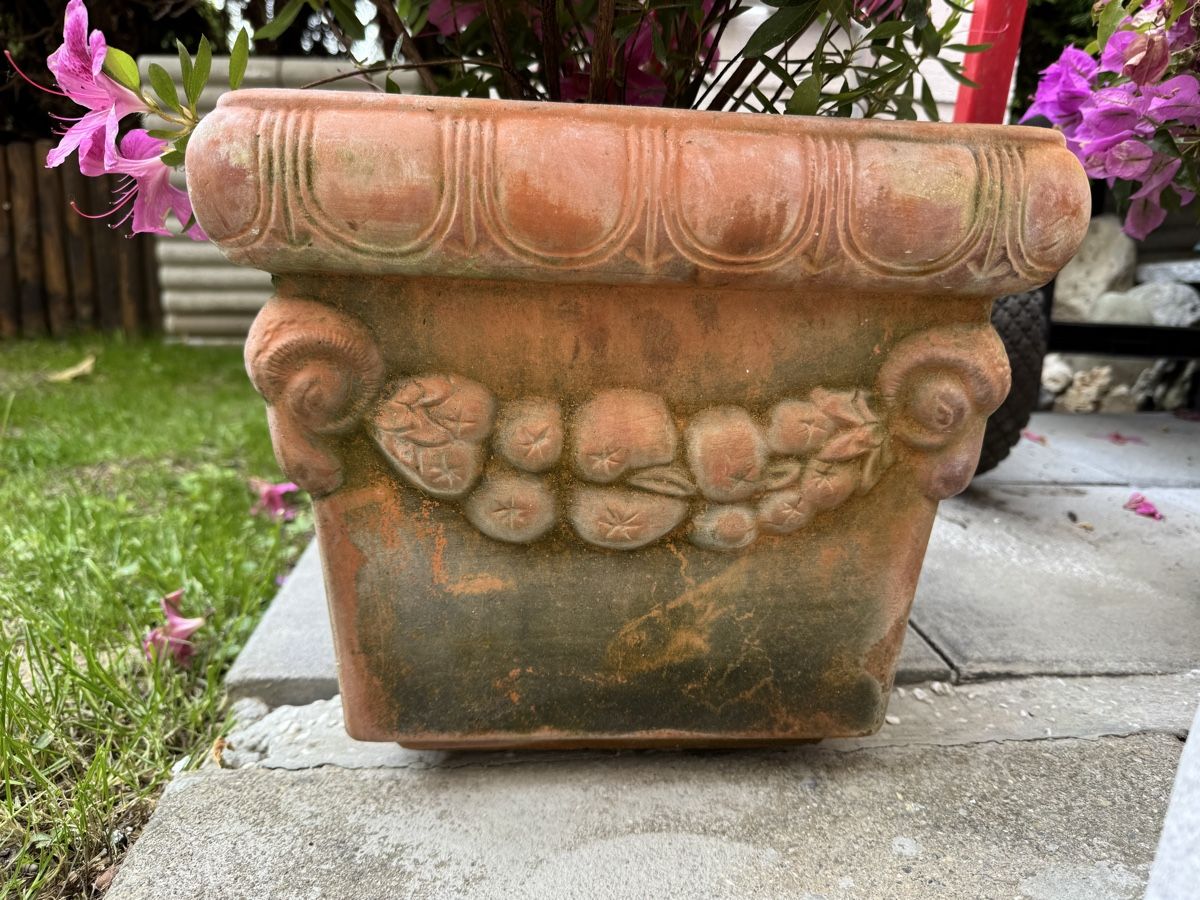 Piante & sementi: Azalee in Terracotta Topf – Usato da Rümlang venduto da Gruseh.ch 2