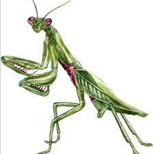 Profile image of Prayingmantis