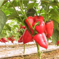 30 Samen PIMENTO SWEET Paprika Süss