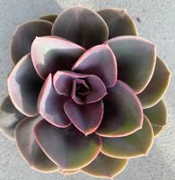 Echeveria „Perle v. Nürnberg“ ø 14 cm Sukkulente in Übertopf