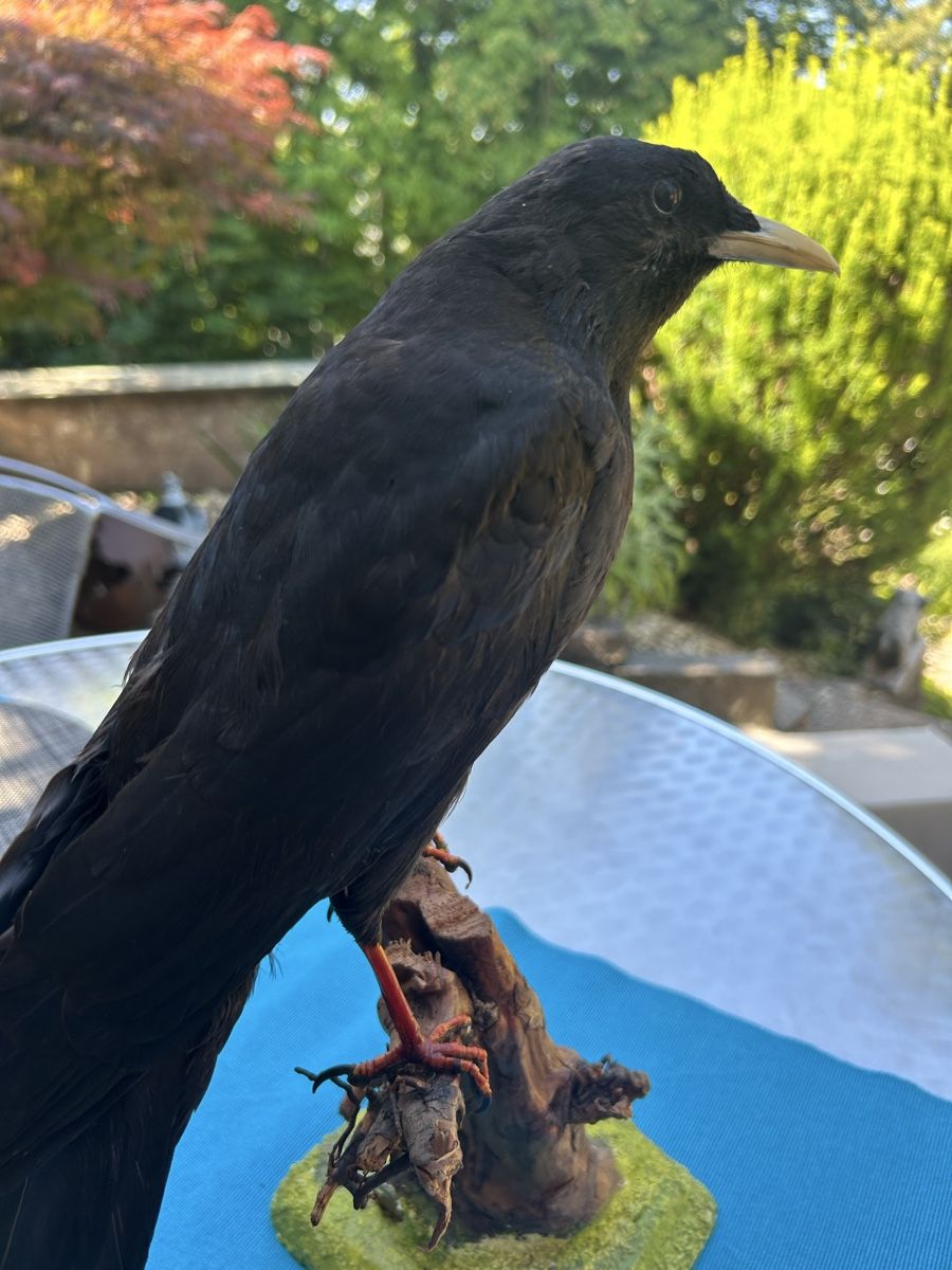 Il mondo degli animali: Präparat Alpendole -Bergdole – Usato da Langnau am Albis venduto da Nechi 4