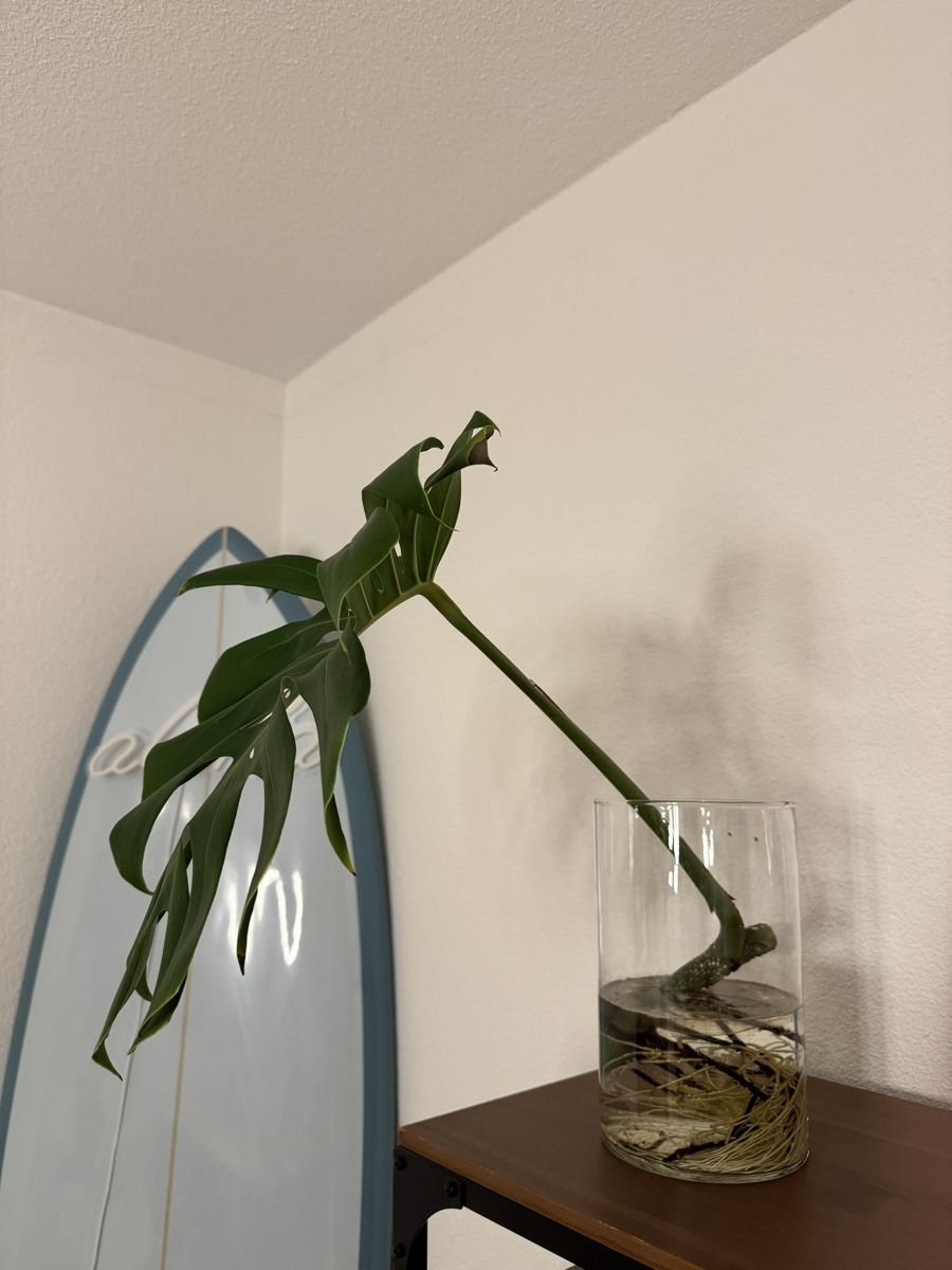 sansevieria night owl Snake Plant 'Night Owl' (Sansevieria) main image 1