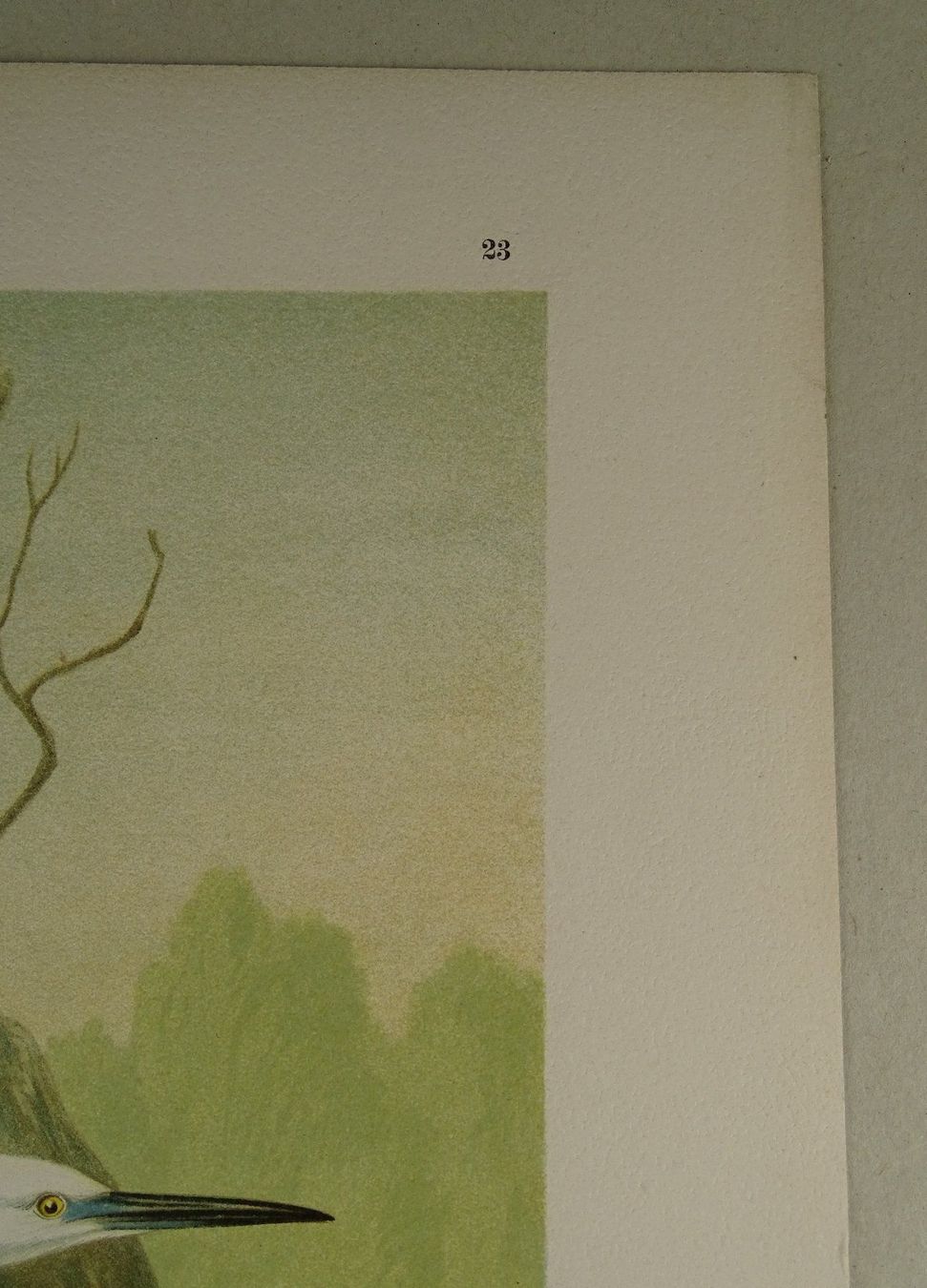 Grafica & Litografie: SEIDENREIHER, CHROMOLITHOGRAPHIE UM 1900 – Usato da Grüningen venduto da Kartensammler 7