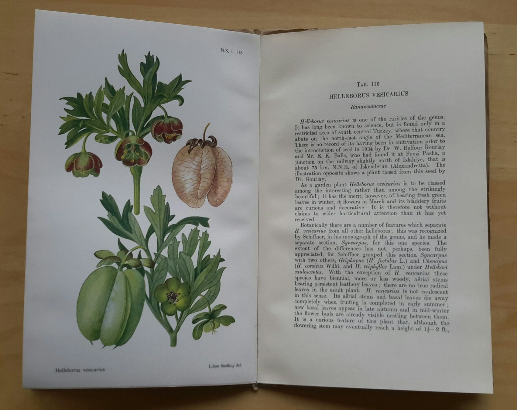 Libri: Curtis's  "Botanical Magazine" , Vol. 167 , 1950 . – Nuovo (secondo la descrizione) da Burgdorf venduto da Olli.34 6