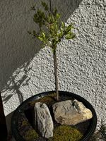 Bonsai japanische Zierweide (Salix Hakuro Nishiki)