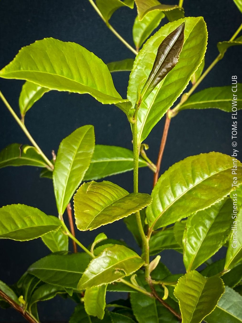 Piante & sementi: Camellia Sinensis - Teepflanze – Nuovo e nell'imballaggio originale da Adliswil venduto da astom369 2