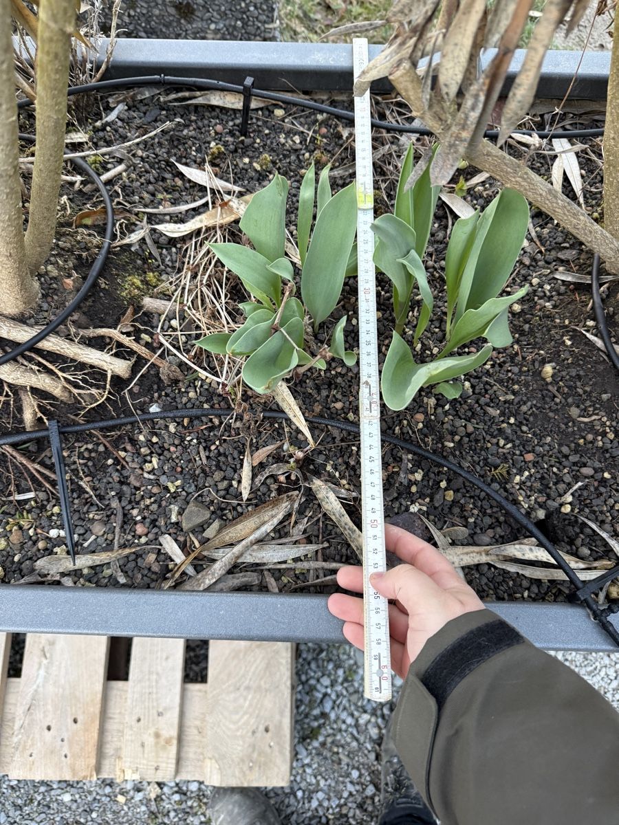 Vasi per fiori: Grosser Pflanztrog aus Alu – Usato da Willerzell venduto da manu.hofbaba 2