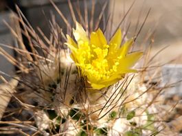 Kakteen, Pflanze, Copiapoa humilis