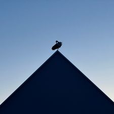 Profile image of Moguai