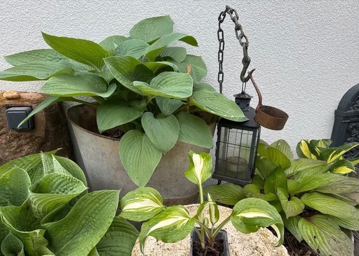 Piante & sementi: Hosta – Usato da Lajoux JU venduto da Briard0 1