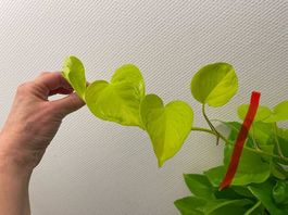 Epipremnum aureum 'Teruno Champs-Élysées'