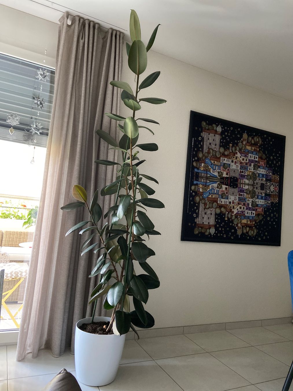 Plantes & graines: Gummibaum – D'occasion à Hausen AG par ENDLIFT
