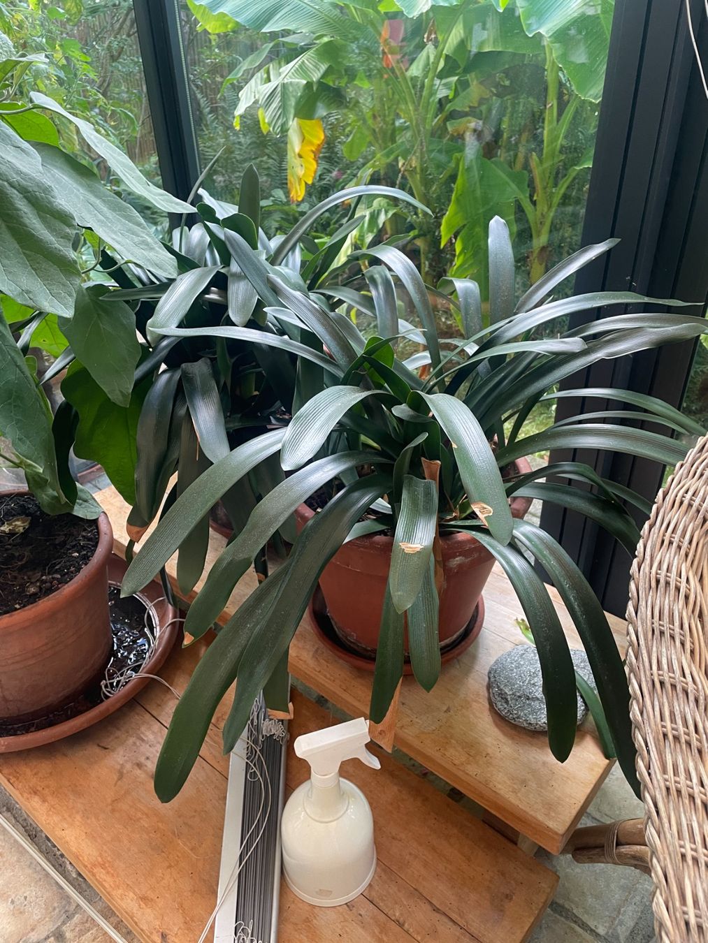 Plantes & graines: Clivia – D'occasion à Meilen par Leapianna