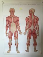 Anatomie Plakat Mensch Muskeln Dr. Wander AG Vintage