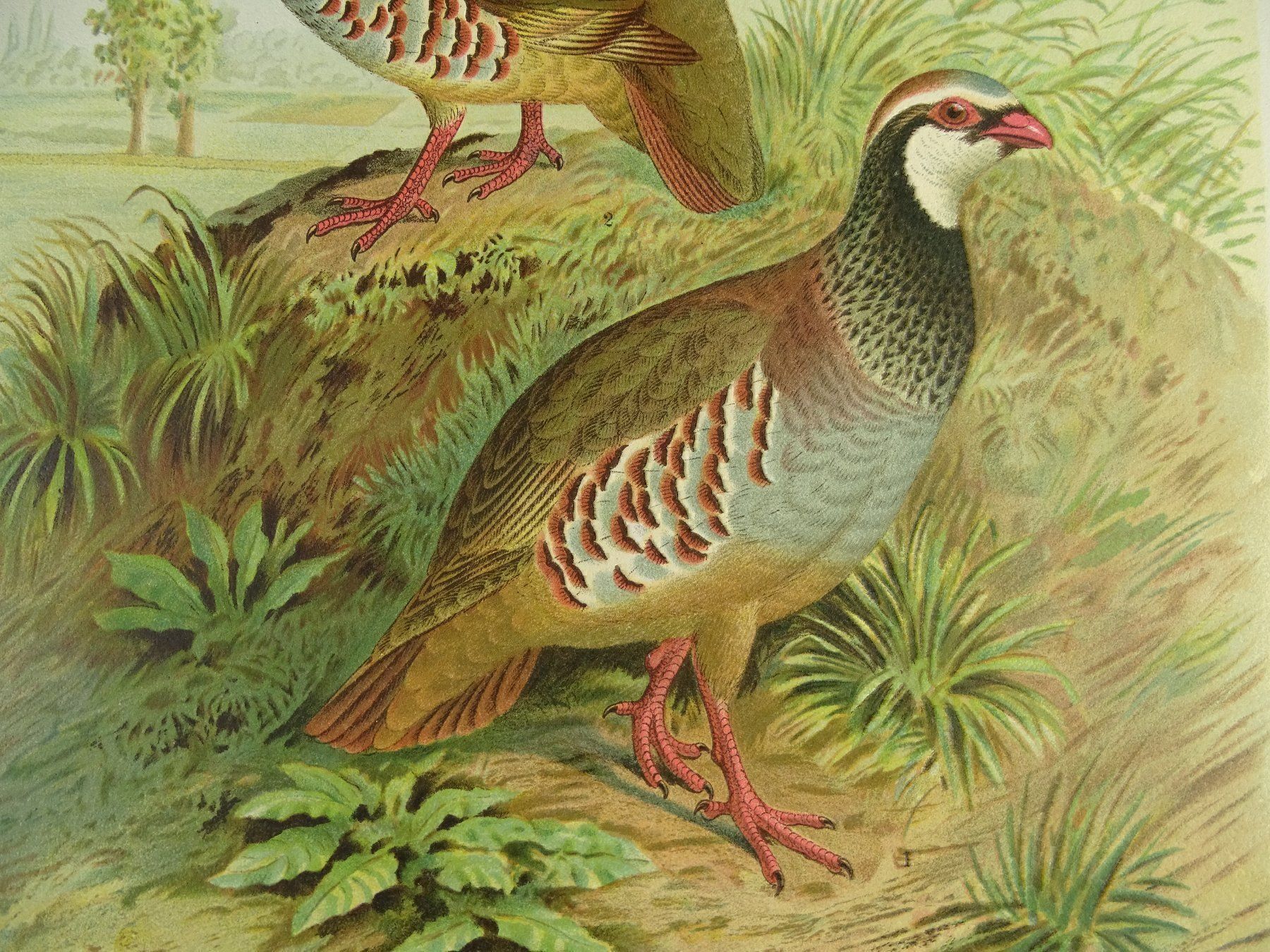 Grafica & Litografie: ROTHUHN, CHROMOLITHOGRAPHIE UM 1900 – Usato da Grüningen venduto da Kartensammler 5