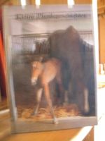 "Kleine Pferdegeschichten" Buch