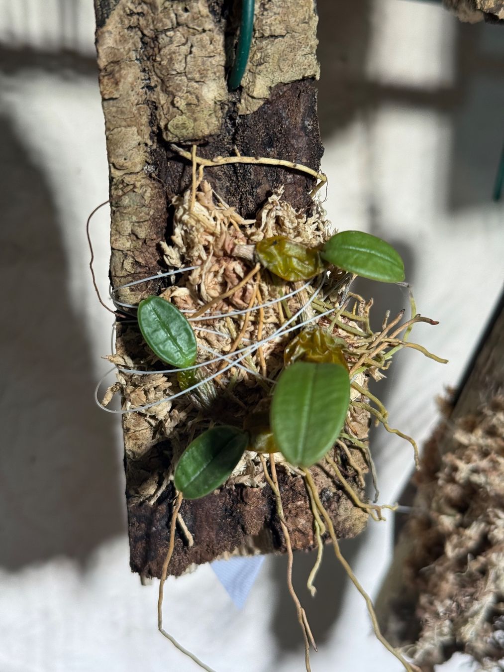 Pflanzen & Samen: Bulbophyllum frostii – Gebraucht aus Männedorf von mrclst 1