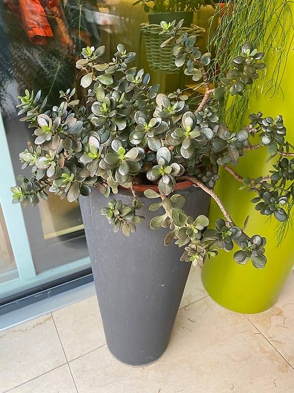 Plantes & graines: Geldbaum – D'occasion à Luzern par asia2001