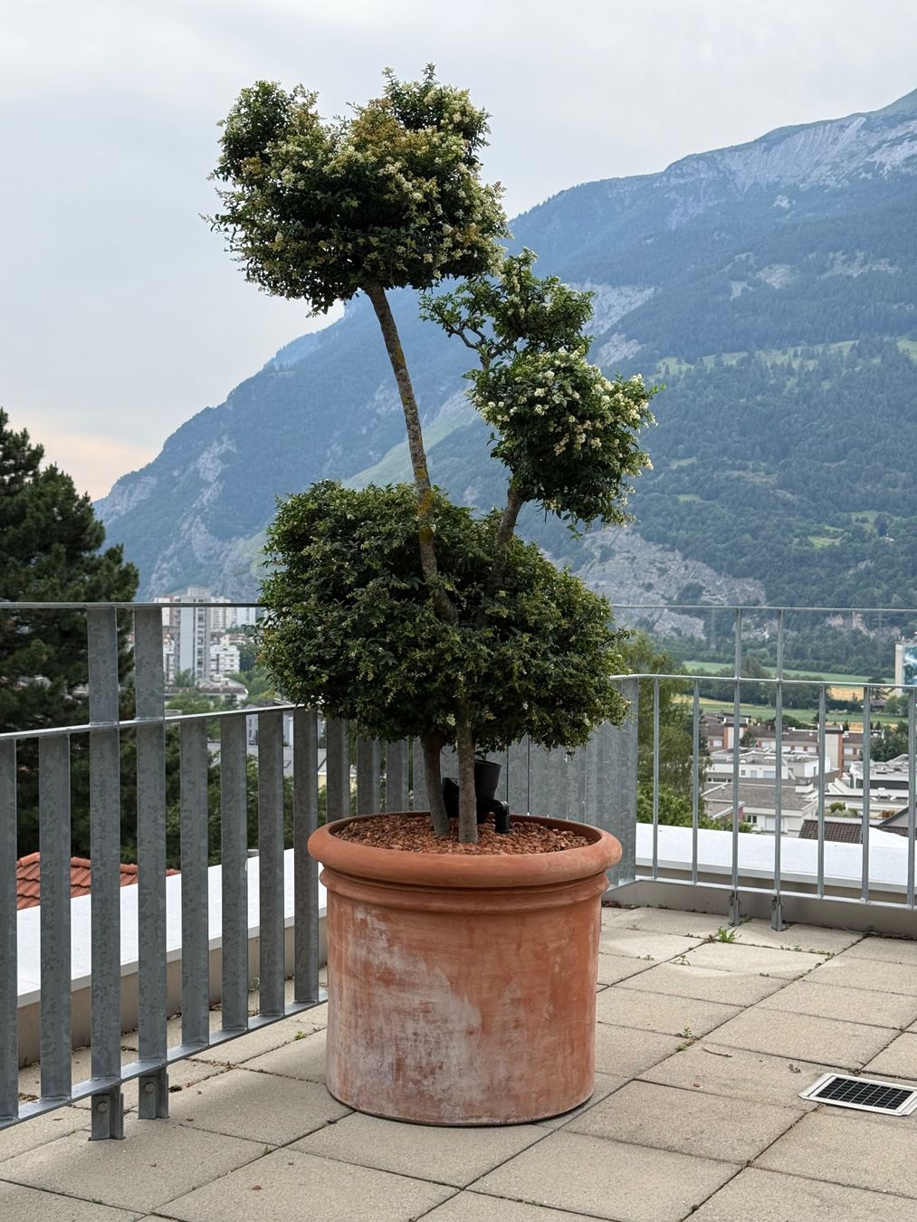 Piante & sementi: Südländische Liguster im Topf - P4 – Usato da Chur venduto da Schueh 8
